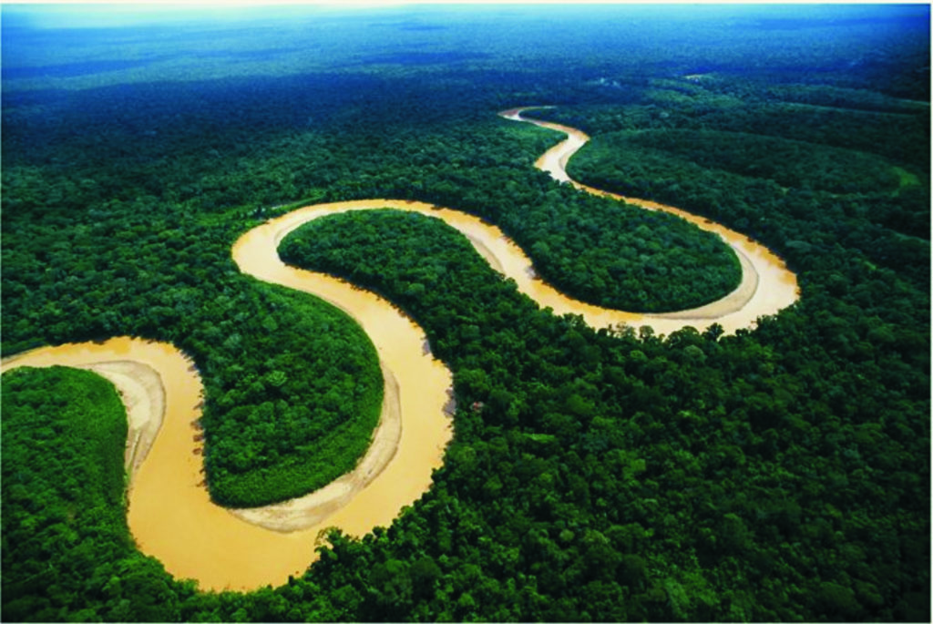 A jungle canopy in the Amazon rainforest